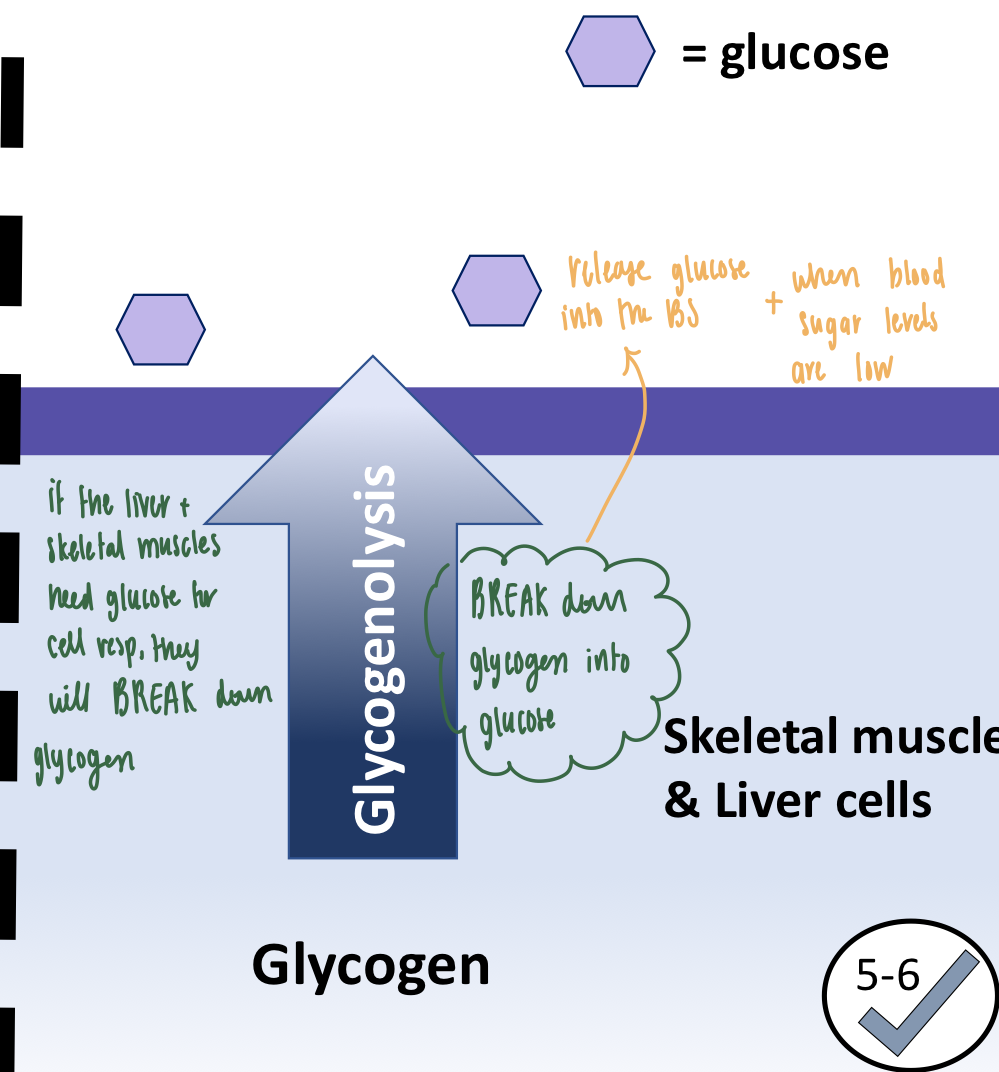 <ul><li><p><strong>Glycogeno<mark data-color="purple" style="background-color: purple; color: inherit">lysis</mark></strong>: breaking down glycogen into glucose</p></li><li><p>Occurs when </p><ol><li><p>Blood sugar levels are low</p></li><li><p>need glucose for cellular respiration</p></li></ol></li><li><p><strong>Reactant</strong>: glycogen → <strong>Product</strong>: glucose</p></li><li><p><strong>Skeletal muscles &amp; liver cells</strong></p></li></ul><p></p>