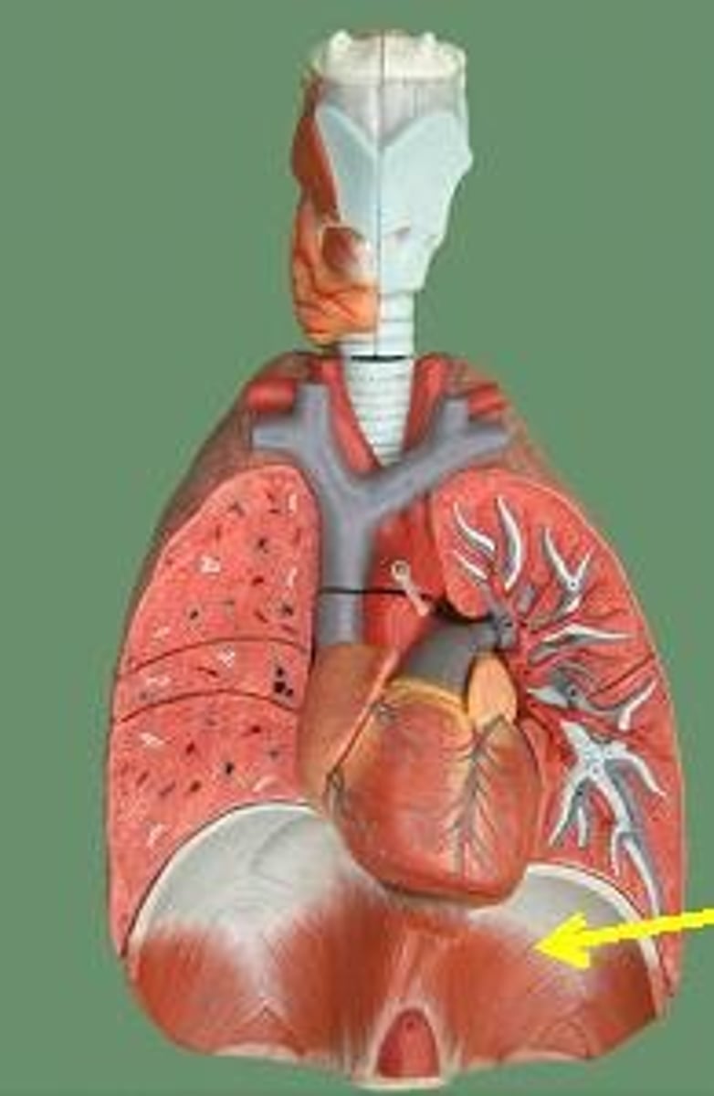 <p>a dome-shaped muscle that separates the thoracic cavity from the abdominopelvic cavity</p>