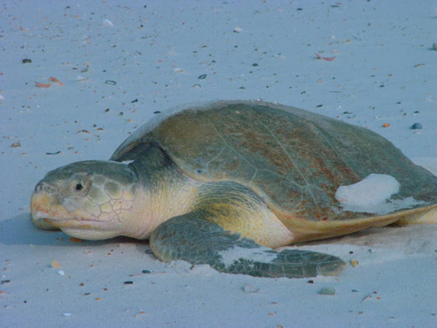 <p>highly endangered turtle living in the gulf of mexico</p>