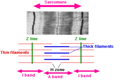 <p>each fibril is organized into these units, contraction takes place here. composed of regular overlapping thick myosin and thin actin</p>