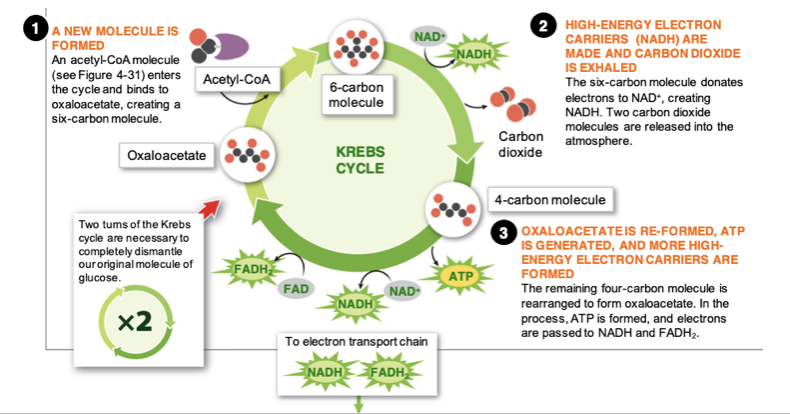 <ol><li><p>acetyl-CoA molecule enters the cycle and binds to oxaloacetate, creating a six-carbon molecule.</p></li><li><p>The six-carbon molecule donates electrons to NAD+, creating NADH. Two carbon dioxide molecules are released into the atmosphere.</p></li><li><p>The remaining four-carbon molecule is rearranged to form oxaloacetate. In the process, ATP is formed, and electrons are passed to NADH and FADH2.</p></li></ol>