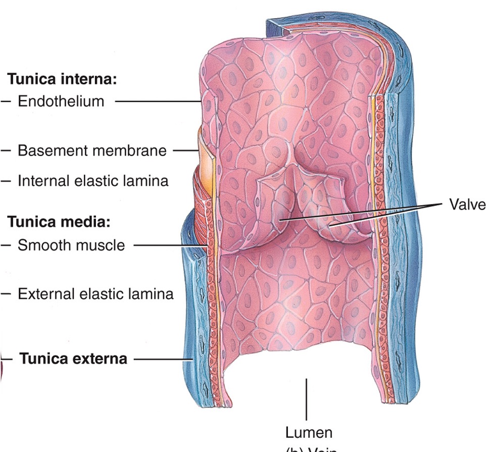 * always return blood to heart
* increase in size as move further from venules
* thinner walls and larger lumen than arteries (tunica media is thin and tunica externa is thick)
* one-way valves to prevent backflow (always point toward heart and found in limbs)
* not designed to  withstand high pressure
* situated between skeletal muscles so that movement aids circulation