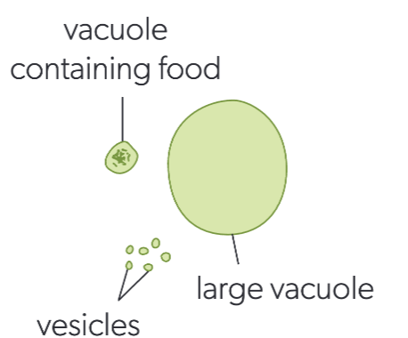 <p>vacuoles</p>