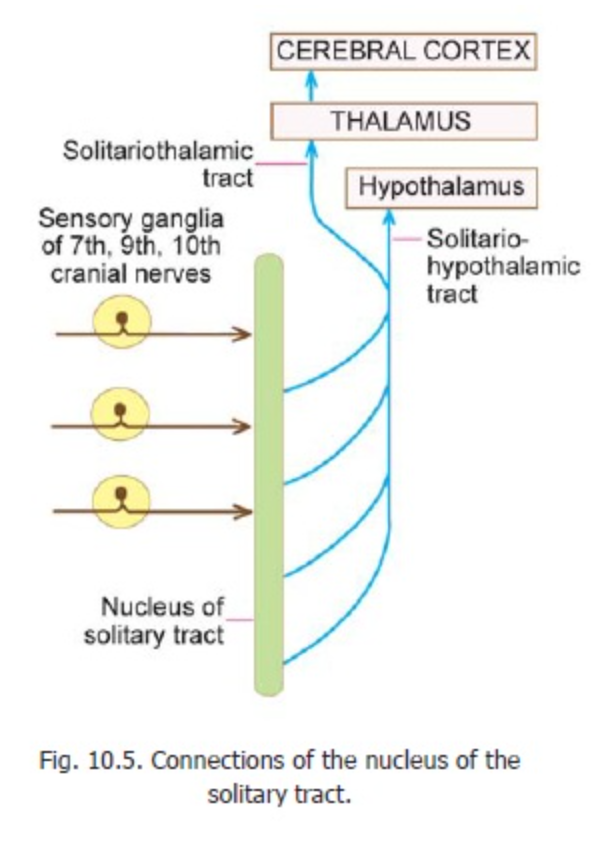 <p>Solitariospinal Tract</p>