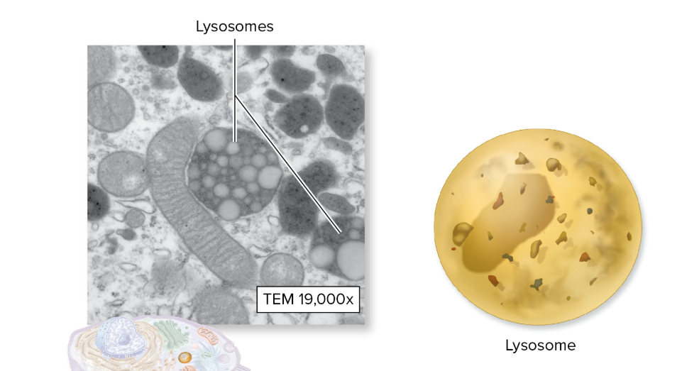 <p>What is the function of a lysosome?</p>
