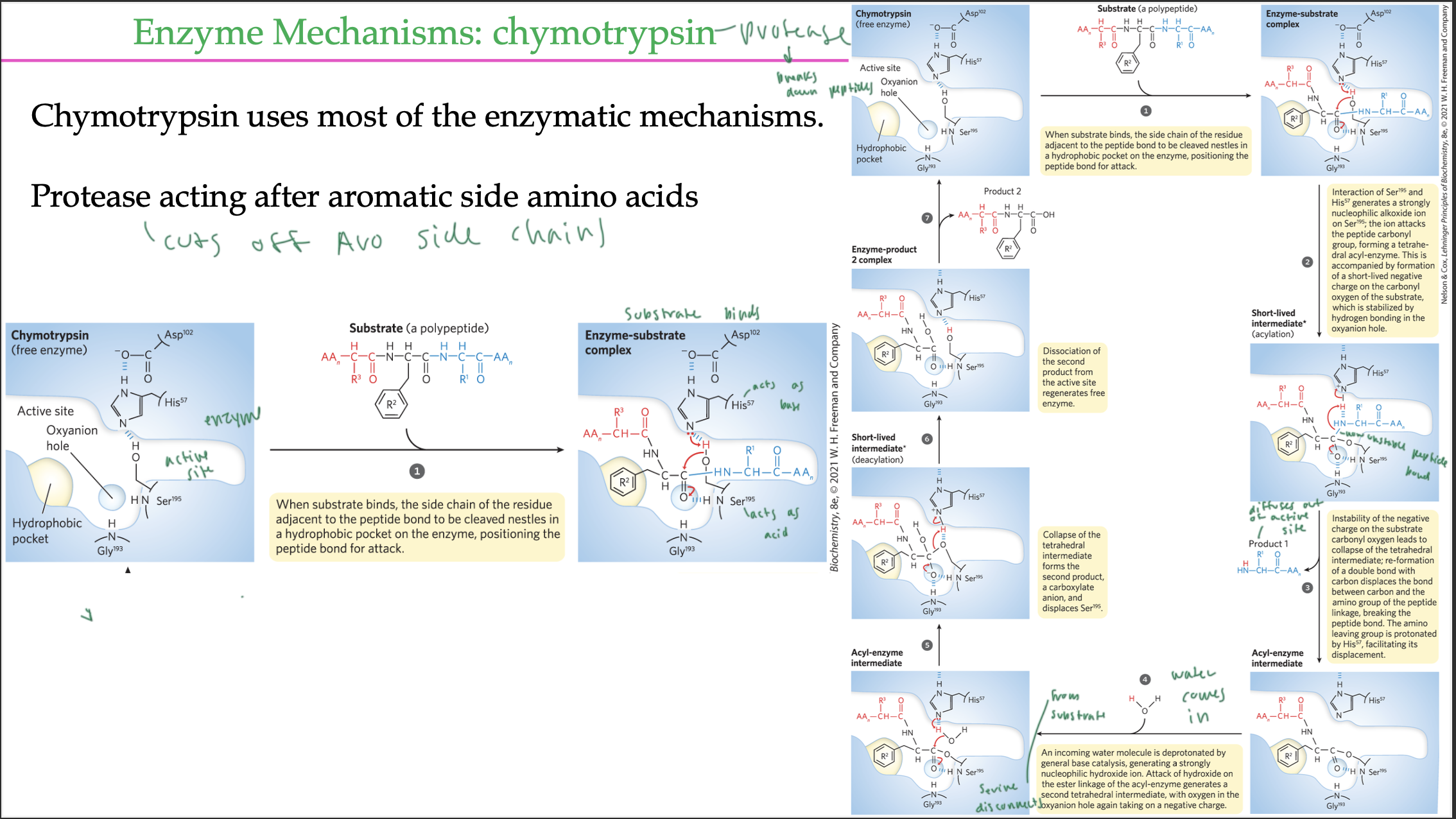 <ul><li><p>the protease chymotrypsin cuts off aromatic side chains in a peptide</p></li><li><p>His acts as base and Ser acts as the acid</p></li><li><p>peptide bond between C=O and HN (blue line)</p></li><li><p>N from His grabs the H from Ser’s OH (so His acts as base)</p></li><li><p>O of Ser attacks C of the C=O by the peptide bond of the substrate’s side chain, covalently attaching to it</p></li><li><p>now C-N bond (peptide bond) is destabilized, so N takes the H from His, so now N of the substrate broke the peptide bond</p></li><li><p>now part of the substrate is not held into active site, and it moves out</p></li><li><p>Ser is still covalently attached to the substrate in the active site of the enzyme</p></li><li><p>water comes in and breaks the Ser-substrate covalent bond so the substrate can leave</p></li><li><p>active site gets regenerated</p></li></ul><p></p>