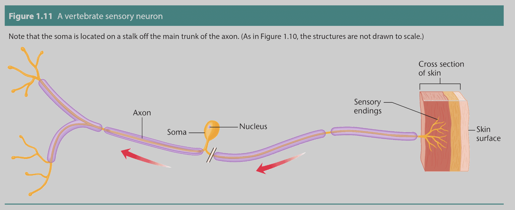 <p><span style="background-color: rgba(0, 0, 0, 0); line-height: 22.0875px;"><span>Sensory Neuron</span></span></p>
