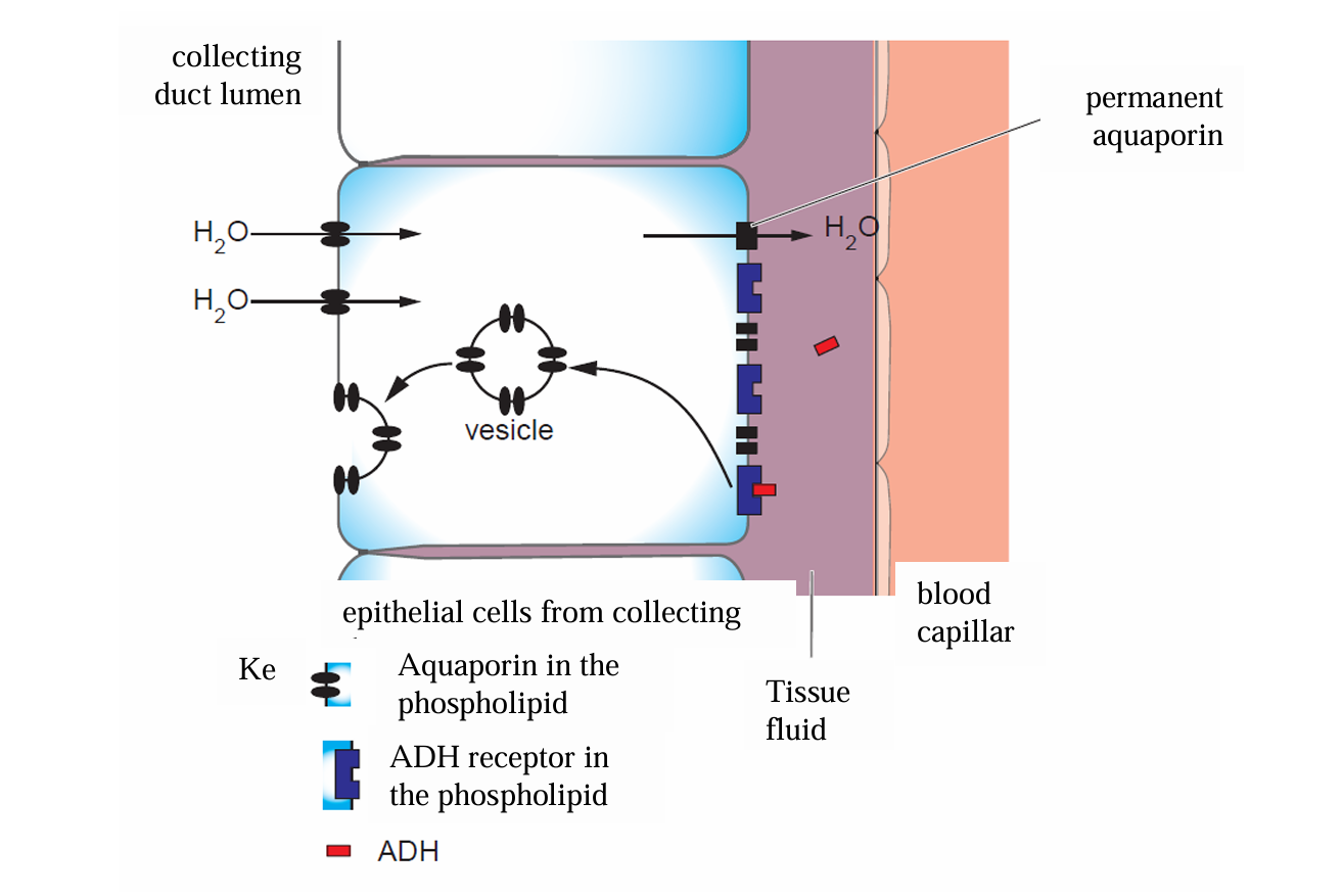 <p>More aquaporins are inserted into the membrane of cells in the collecting duct</p>
<p>More water is reabsorbed from the collecting duct and distal convoluted tubule</p>
<p>Smaller volume of more concentrated urine produced</p>