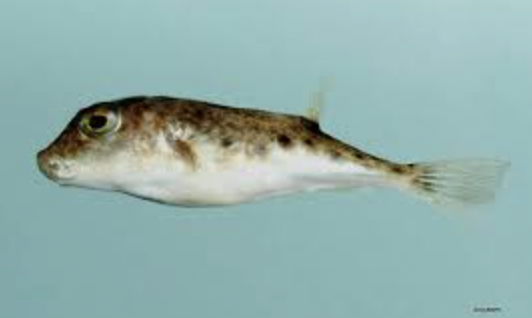 <p>puffers</p>