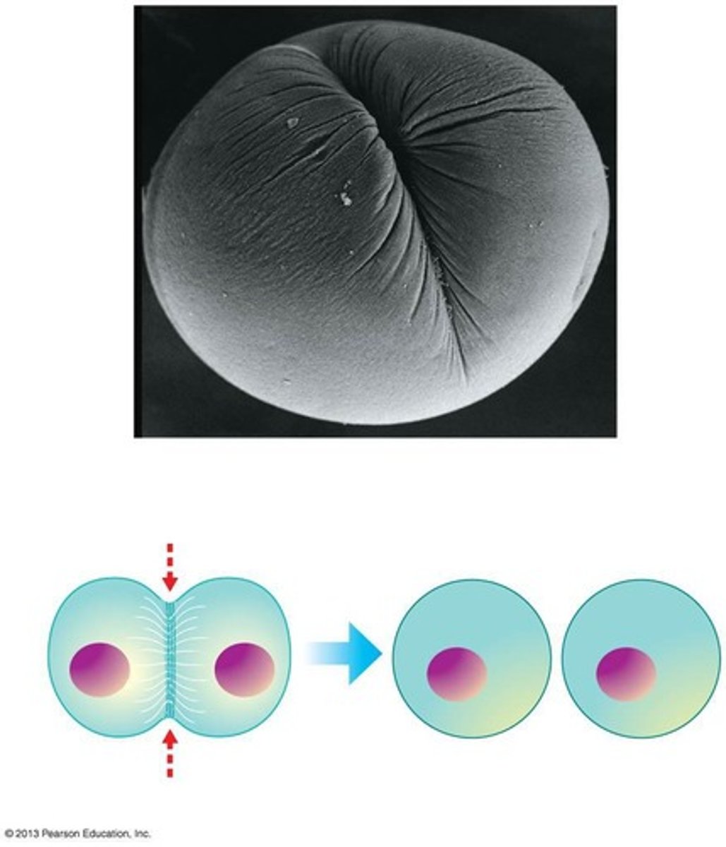 <p>The division of the cytoplasm, resulting in two separate daughter cells.</p>