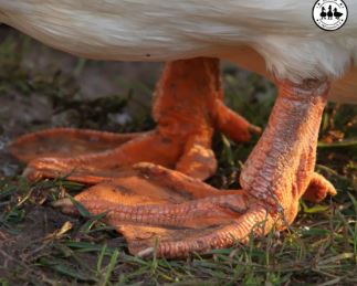<p><span>When the body of an organism changes to allow the animal to survive in its environment.</span></p>