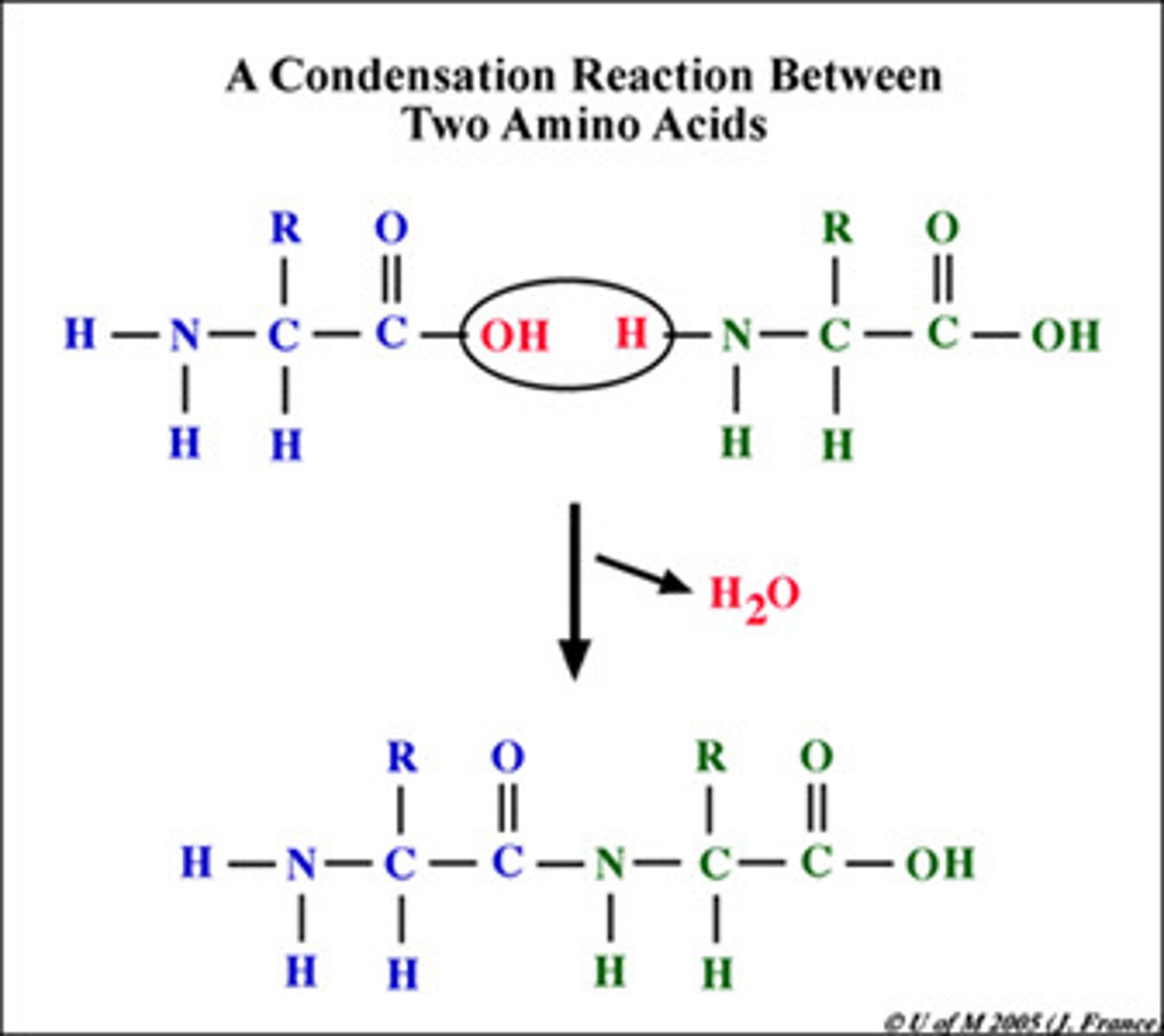 <p>The release of one water molecule as a monomer is added to a chain creating macromolecules</p><p>makes the polymer longer</p>