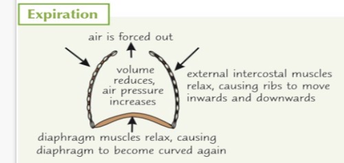 <p>1.contract. 2.outwards. 3.volume. 4.decreases. 5.lungs. 6. Active. 7.relax 8.inwards 9.decreases 10.increase. 11.lungs. 12.passive. 13.contract</p>
