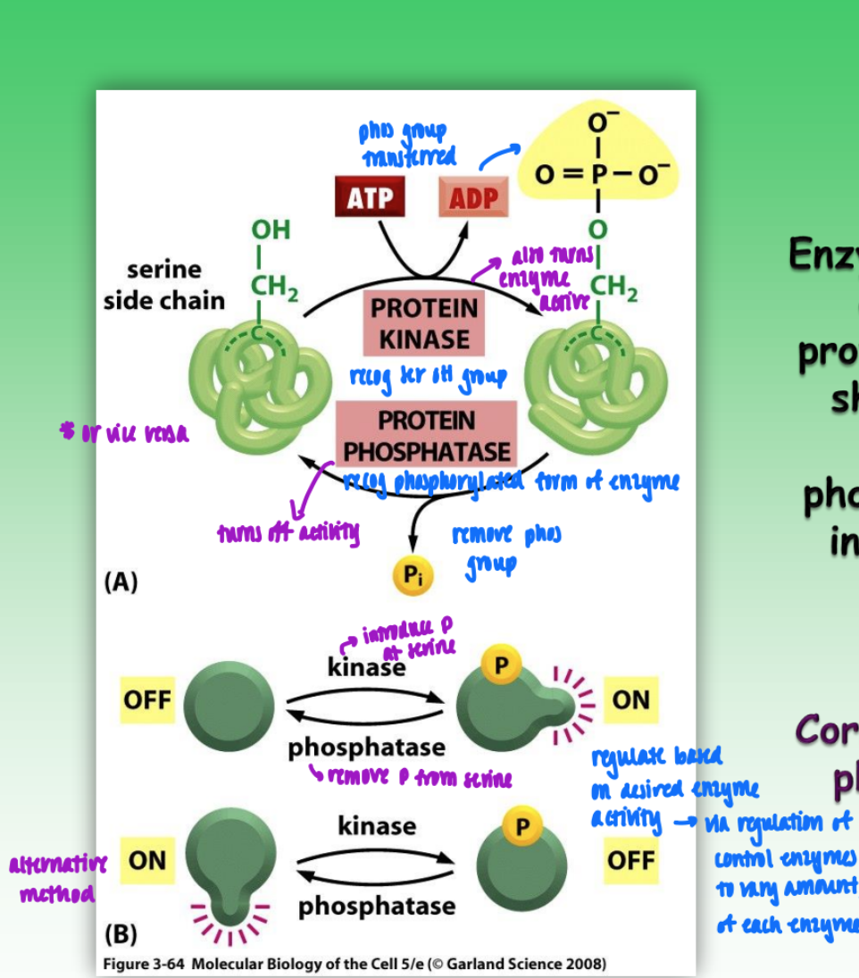 <ul><li><p>ex. serine phosphomonoester (serine = primary phosphorylated side chain)</p><ul><li><p>but threonine &amp; tyrosine also options (all have OH)</p></li></ul></li><li><p>protein kinase = transfer phos group = activates enzyme</p></li><li><p>protein phosphatase = recog phosphorylated form of enzyme = remove phos group = deactivate enzyme</p></li><li><p>(phosphorylation can also deactivate)</p></li><li><p>regulate expression of control enzymes (kinase &amp; phosphatase) based on desired enzyme activation sate</p></li></ul><p></p>