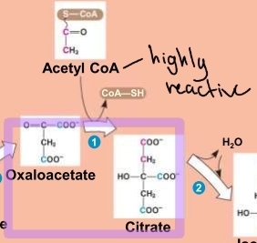 <p>Krebs Cycle - step 1(CITRATE)</p>