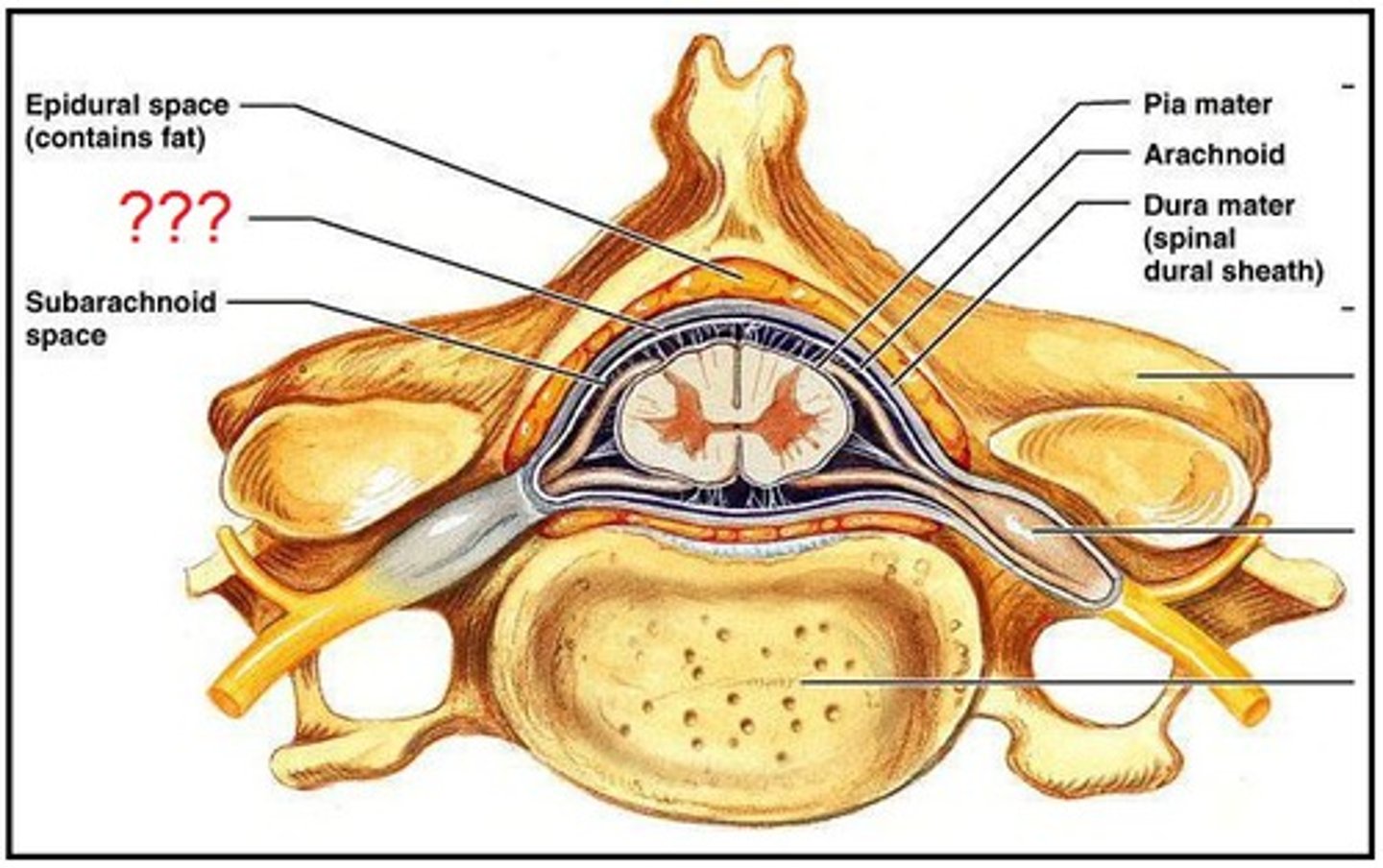 <p>Found between dura mater and arachnoid.</p>