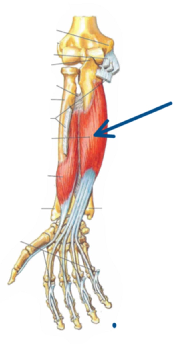 <p>Identify the innervation of the structure indicated by the arrow</p>