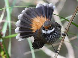 <p>Rufous Fantail</p>