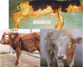 <p>what heavy metal caused this</p>