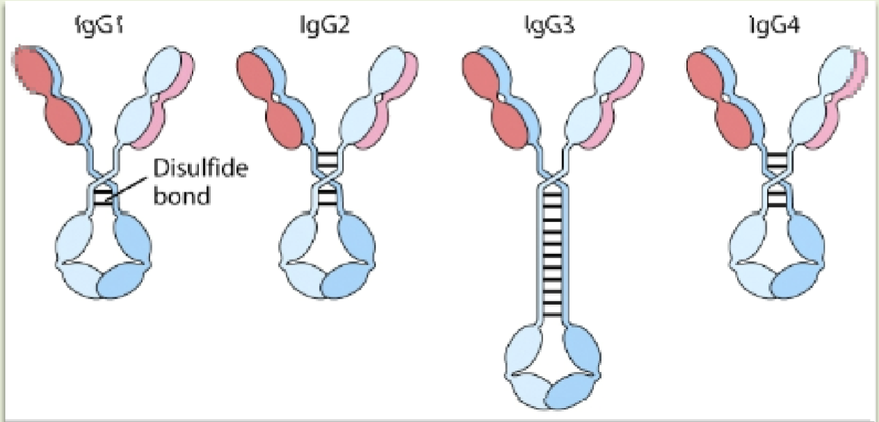 <p>IgG</p>