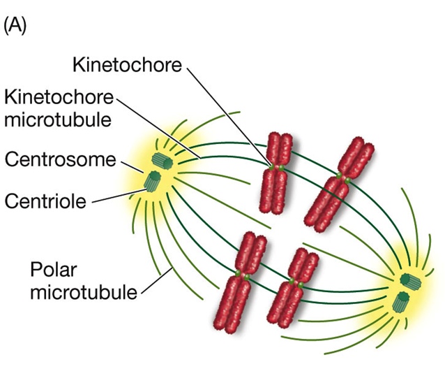 <p>Segregation Aided by Other Structures:</p><ul><li><p><strong>Centrosome</strong>: Determines the plane of cell division.</p><ul><li><p>Doubles during S phase and determines spindle orientation.</p></li><li><p>In animal cells, each centrosome consists of two centrioles—hollow tubes formed by microtubules—at right angles.</p></li><li><p><strong>Centrioles</strong>: Stimulate the production of microtubules.</p></li></ul></li><li><p><strong>Movement of Centrosomes</strong>:</p><ul><li><p>Move to opposite ends of the nuclear envelope during the G2-to-M transition.</p></li><li><p>Orientation determines the plane of cell division and the spatial relationship of the two new cells.</p></li></ul></li><li><p><strong>Microtubules and Spindle Apparatus</strong>:</p><ul><li><p>High concentration of tubulin dimers (protien) surrounds the centrosomes.</p></li><li><p>These proteins initiate the formation of microtubules, leading to the formation of the spindle structure (spindle apparatus).</p></li><li><p><mark data-color="yellow" style="background-color: yellow; color: inherit">Plant cells lack centrosomes but have distinct microtubule</mark> organizing centers.</p></li></ul></li></ul><p>DNA Replication and Segregation:</p><ul><li><p>After DNA replicates, its segregation occurs during mitosis.</p></li><li><p><strong>Chromatin</strong>: The DNA molecule complexed with proteins.</p></li><li><p><strong>Sister Chromatids</strong>: Held together by cohesin, which is removed during mitosis except at the centromere. ANAPHASE</p></li></ul><p>Subphases of Mitosis:</p><ol><li><p><strong>Prophase</strong></p></li><li><p><strong>Prometaphase</strong> (term not always used)</p></li><li><p><strong>Metaphase</strong></p></li><li><p><strong>Anaphase</strong></p></li><li><p><strong>Telophase</strong></p><p></p></li></ol><ul><li><p><strong>Prophase</strong>:</p><ul><li><p>the <strong>nucleosomes</strong> undergo further compaction to form <strong>chromosomes</strong></p><ul><li><p>Cohesin disappears except at the centromere; chromatids become visible.</p></li><li><p><strong>Kinetochores</strong>: Develop in the centromere regions for movement.</p></li><li><p><strong>Spindle Formation</strong>:</p><ul><li><p><strong>Centrosomes</strong> serve as mitotic centers or poles; microtubules form between the poles to make the spindle.</p></li><li><p>The spindle has two types of microtubules:</p><ul><li><p><strong>Polar Microtubules</strong>: Extend from one centrosome to the other, overlapping in the center of the spindle. They provide structural support and a point to pull against during separation.</p></li><li><p><strong>Kinetochore Microtubules</strong>: Attach specifically to the kinetochores on each chromatid. These microtubules are responsible for pulling the chromatids apart towards opposite poles of the cell.</p></li><li><p>THEY FULLY ATTACH IN METAPHASE NOT PROPHASE!</p></li></ul></li></ul></li></ul></li></ul></li></ul><p></p>