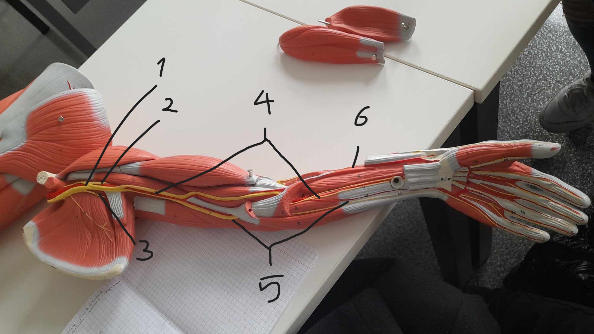<p>6</p>