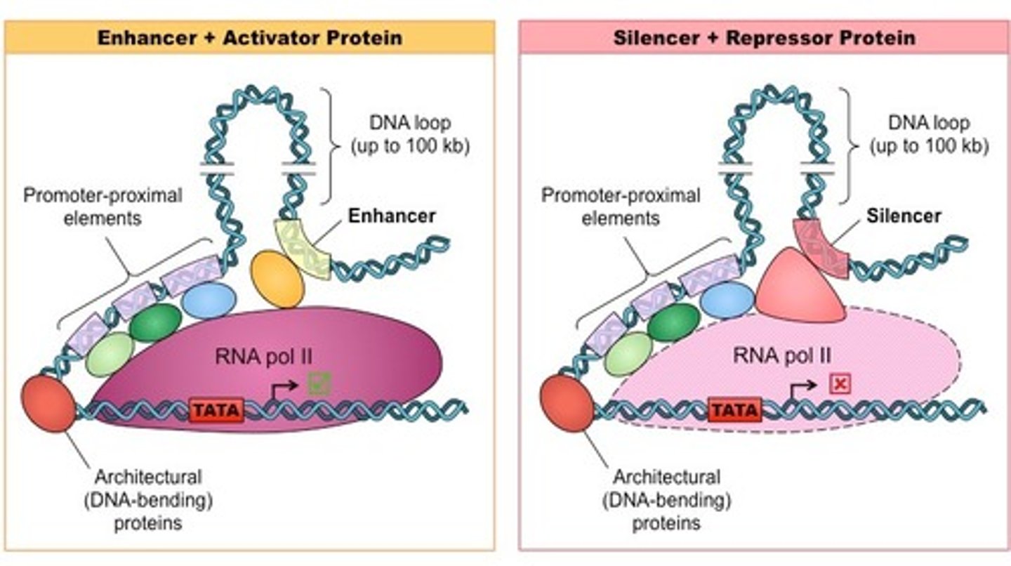 <p>Silencers are regions of DNA that are distant from the gene(s) they regulate. When a repressor protein binds to these sequences, RNA Polymerase is prevented from binding to the promoter.</p><p>Operators are regions of DNA that are located directly upstream from the gene(s) they regulate. When a repressor protein binds to these sequences, RNA Polymerase is unable to transcribe the genes.</p>