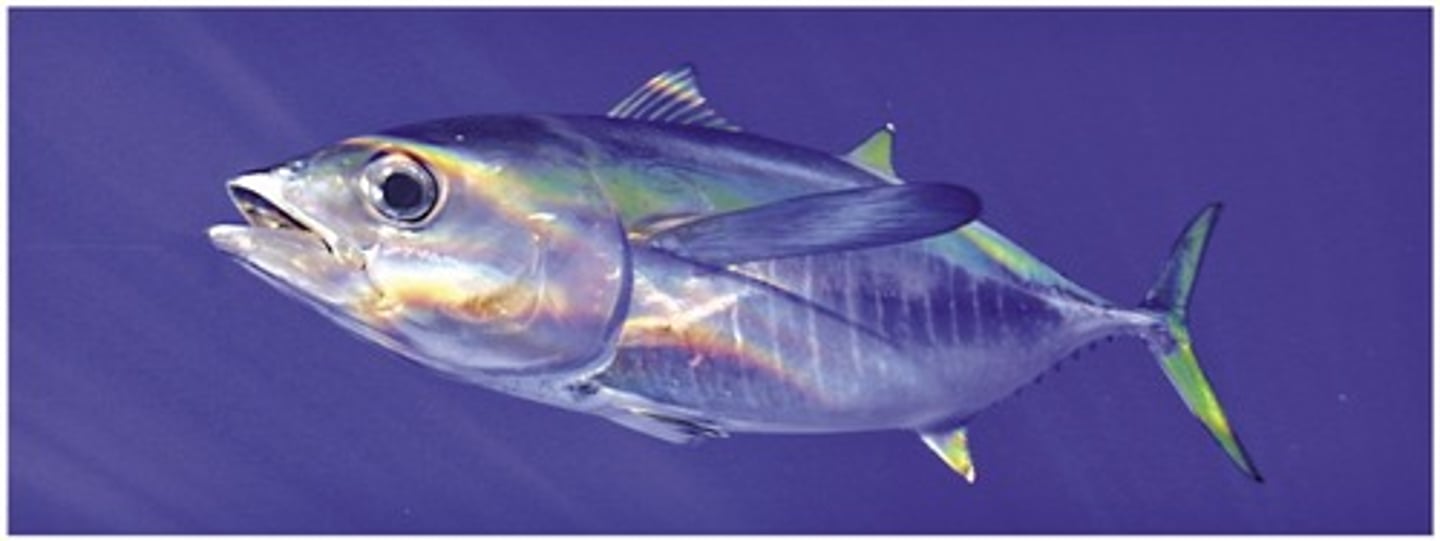 <p>ray-finned fishes</p><p>bony rayes that support fins</p><p>major protein source for humans</p><p>osteichthyans</p>