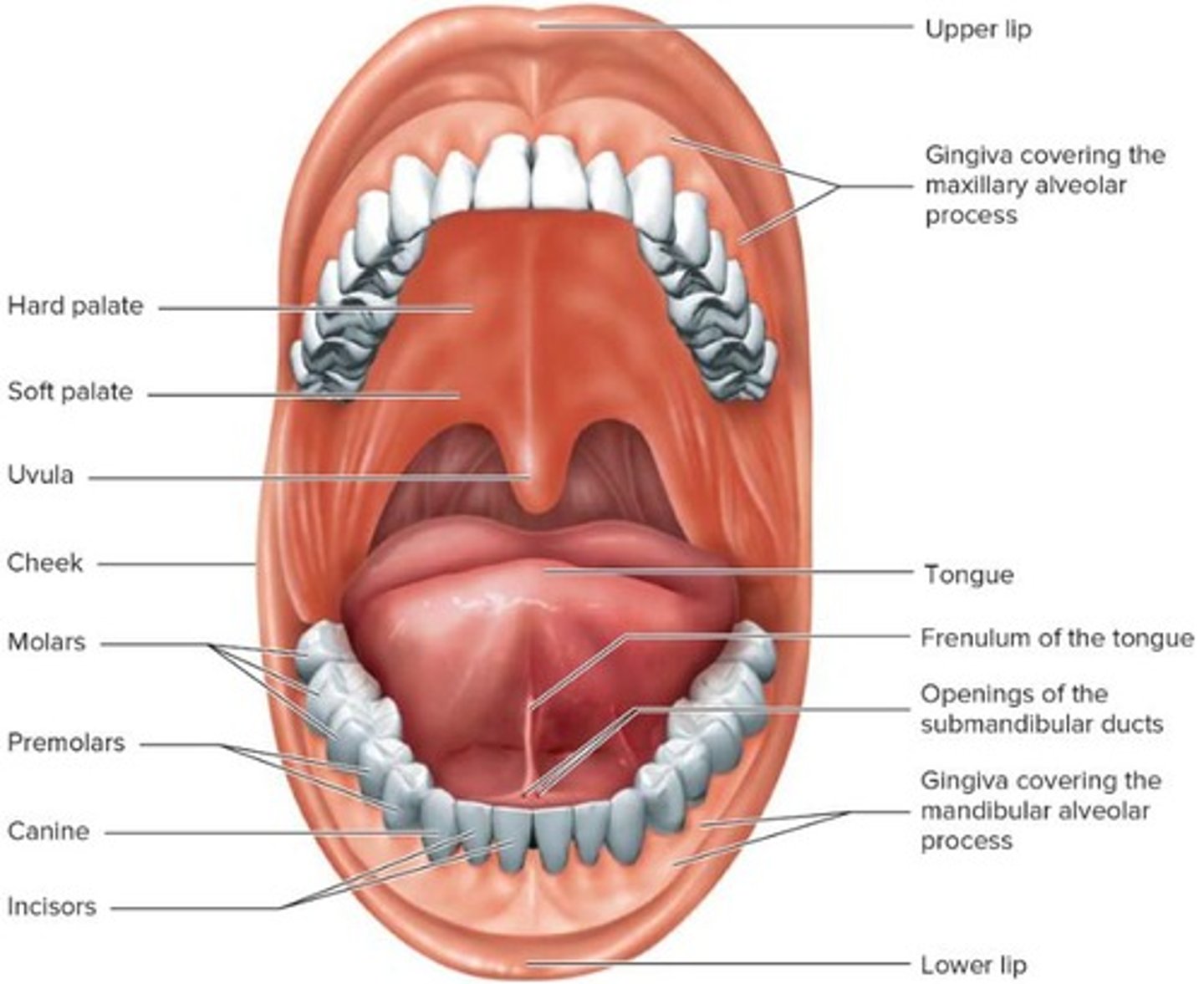 <p>Lips, cheeks, teeth, tongue, palate, tonsils, salivary glands</p>