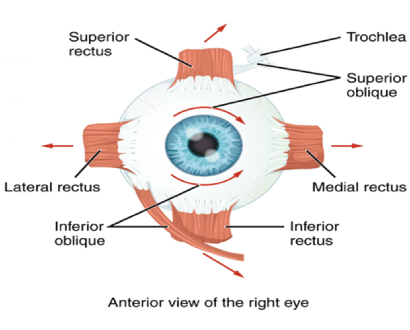 <p>Medial rectus muscle</p>