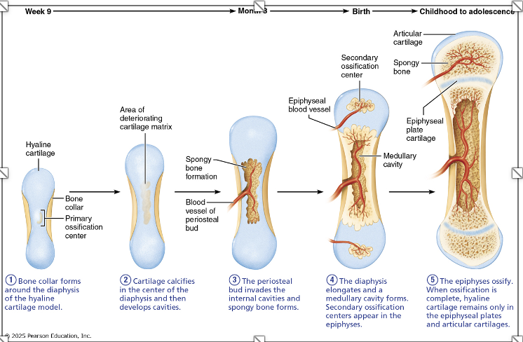 <p><span>①</span><strong>A bone collar forms around the diaphysis of the hyaline cartilage model</strong></p><p><span>②</span><strong>Cartilage calcifies in the center of the diaphysis and then develops cavities.</strong></p><p><span>③</span><strong>The periosteal bud invades the internal cavities and spongy bone forms</strong></p><p><span>④</span><strong>The diaphysis elongates and a medullary cavity forms. Secondary ossification centers appear in the epiphyses</strong></p><p><span>⑤</span><strong>The epiphyses ossify. When ossification in complete, hyaline cartilage remains only in the epiphyseal plates and articular cartilages </strong></p>