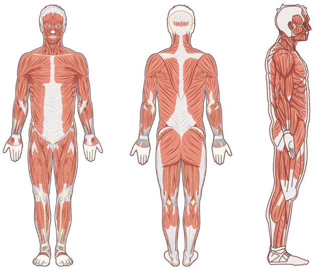 <p>Anatomical Position</p>
