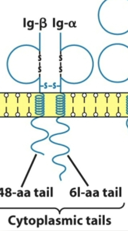<p>B-cell receptor</p>