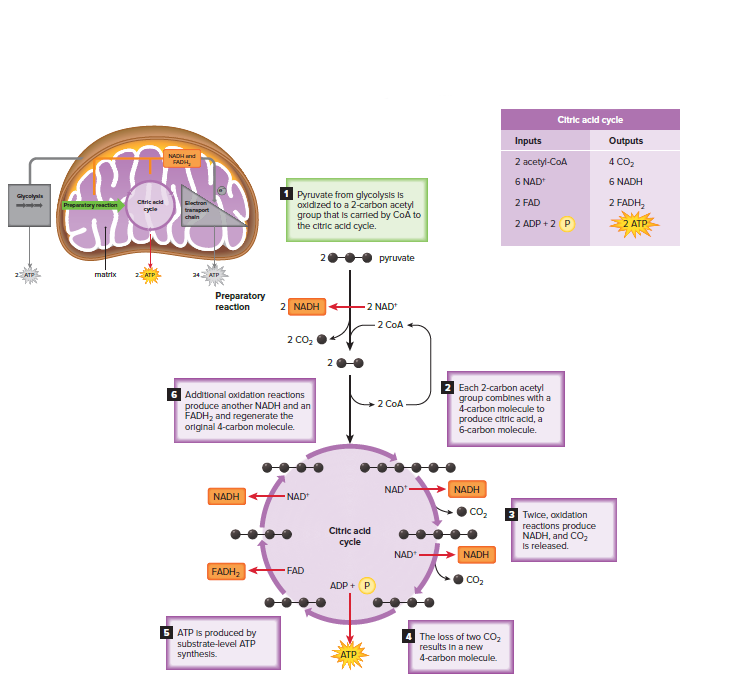 The preparatory reaction and the citric acid cycle.