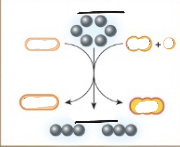 <p>Complete the glycolysis diagram</p>