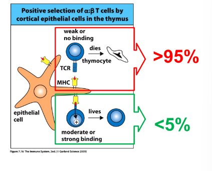 <p>-apoptosis</p><p>-if after multiple encounters there is no TCR interaction with self-MHC/peptide complexes and the alpha-chain runs out of recombination options, cell dies by apoptosis</p><p>-more than 95% of DP cells fail to be positively selected and undergo programmed cell death</p>