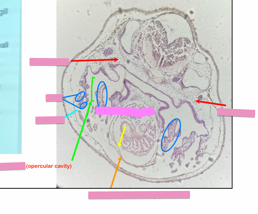 <p>what level<br>primary brain vesicle<br>parts</p>