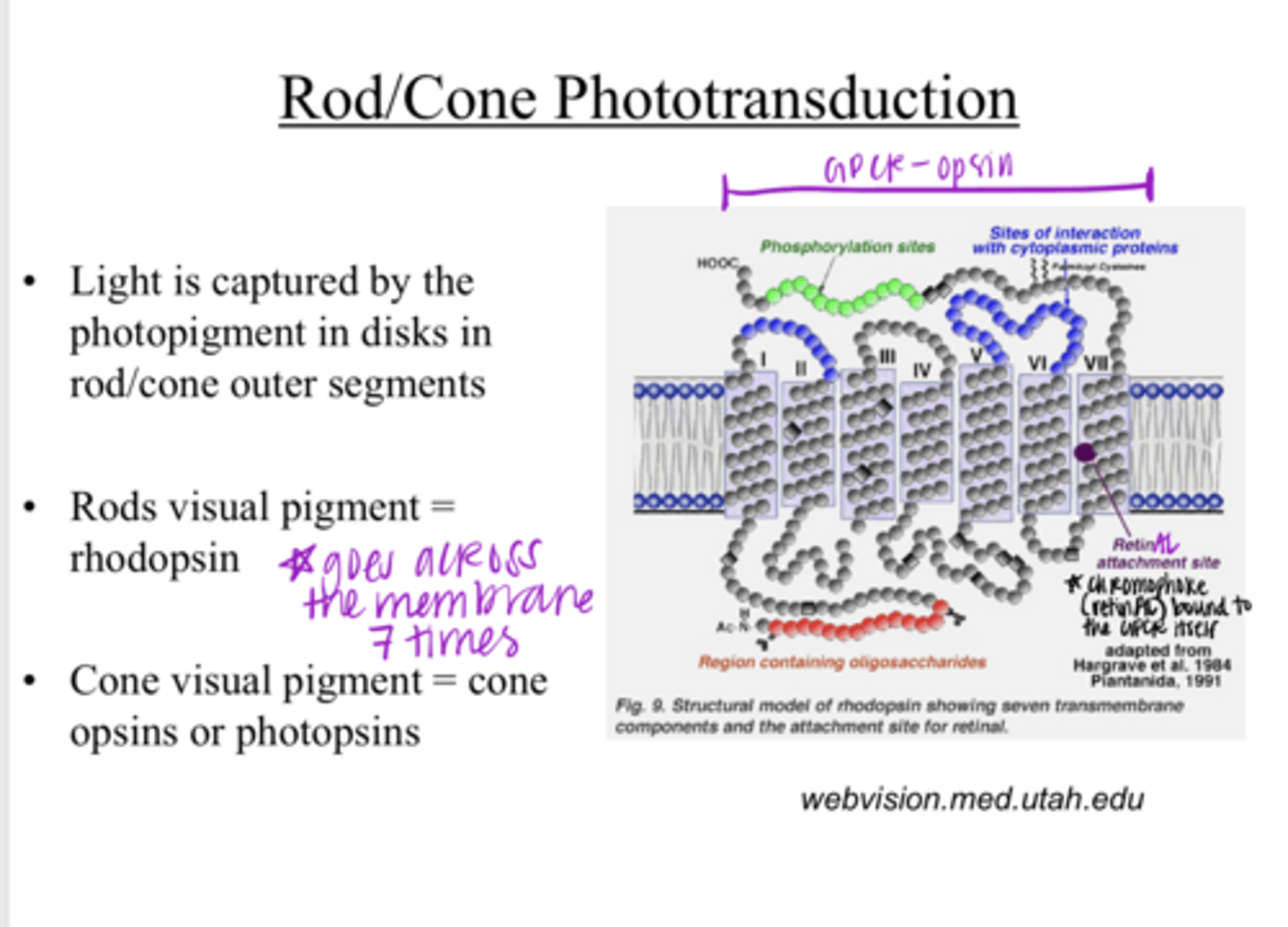<p>What is the visual pigment of rods?</p>