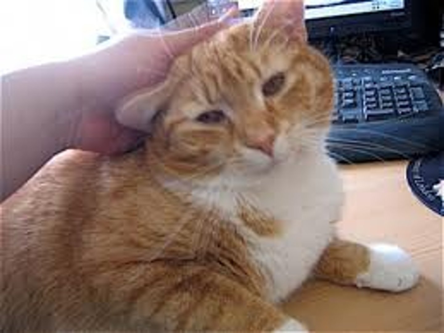 <p>to caress</p>