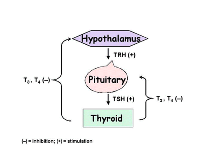 TRH= Thyrotropin releasing hormone
THS= Thyrotropin stimulating hormone