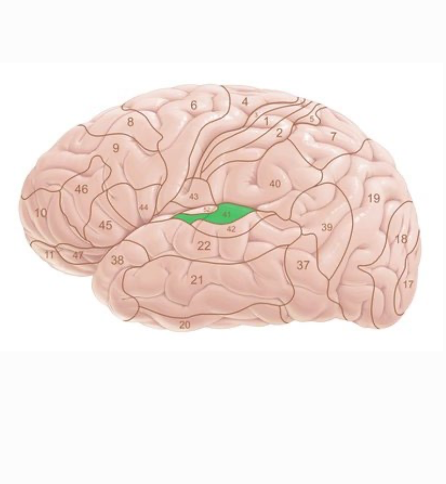 <p>primary auditory area of the temporal lobe</p>