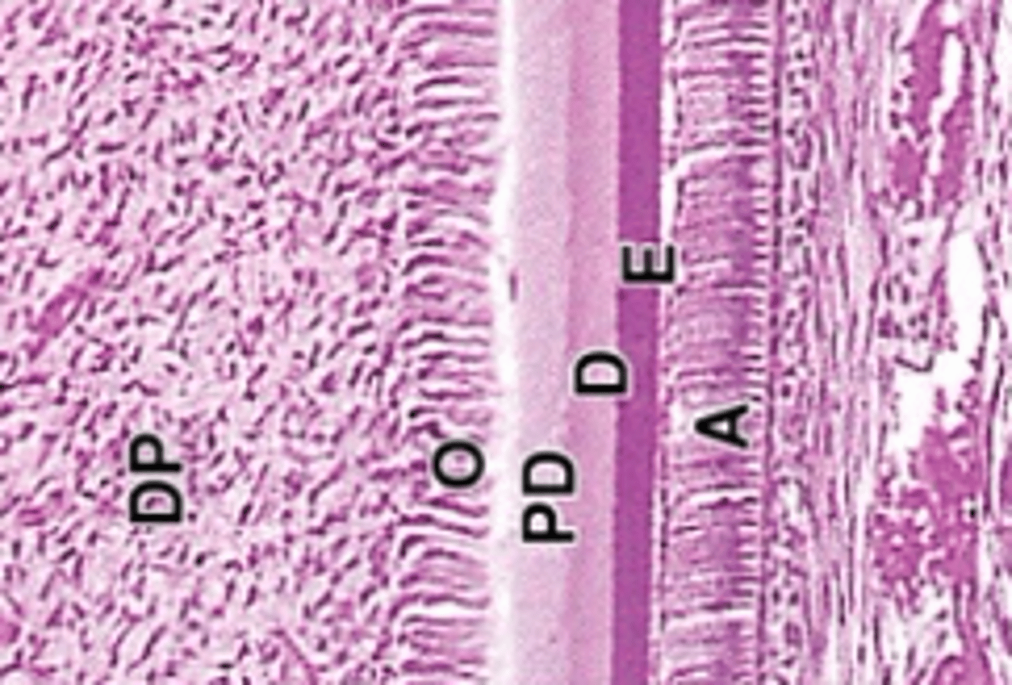 <p><strong>2&gt;1&gt;4&gt;5&gt;3</strong></p><p>1) Pre-ameloblasts form from IEE (ectodermal origin)</p><p>2) Neural crest cells of dental papilla differentiate into</p><p>odontoblasts (O)</p><p>3) Odontoblasts extend odontoblast processes and</p><p>produce pre-dentin (PD)</p><p>4) Pre-dentin mineralizes to become dentin (D) (more acidophilic = darker pink staining)</p><p>5) Ameloblast (A) contact with dentin initiates production of enamel (E)</p>