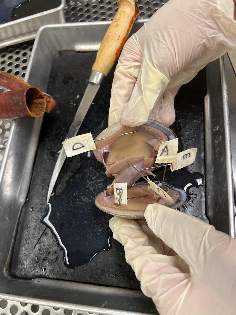 <p>Clam Dissection</p><p>What part does B refer to?</p>