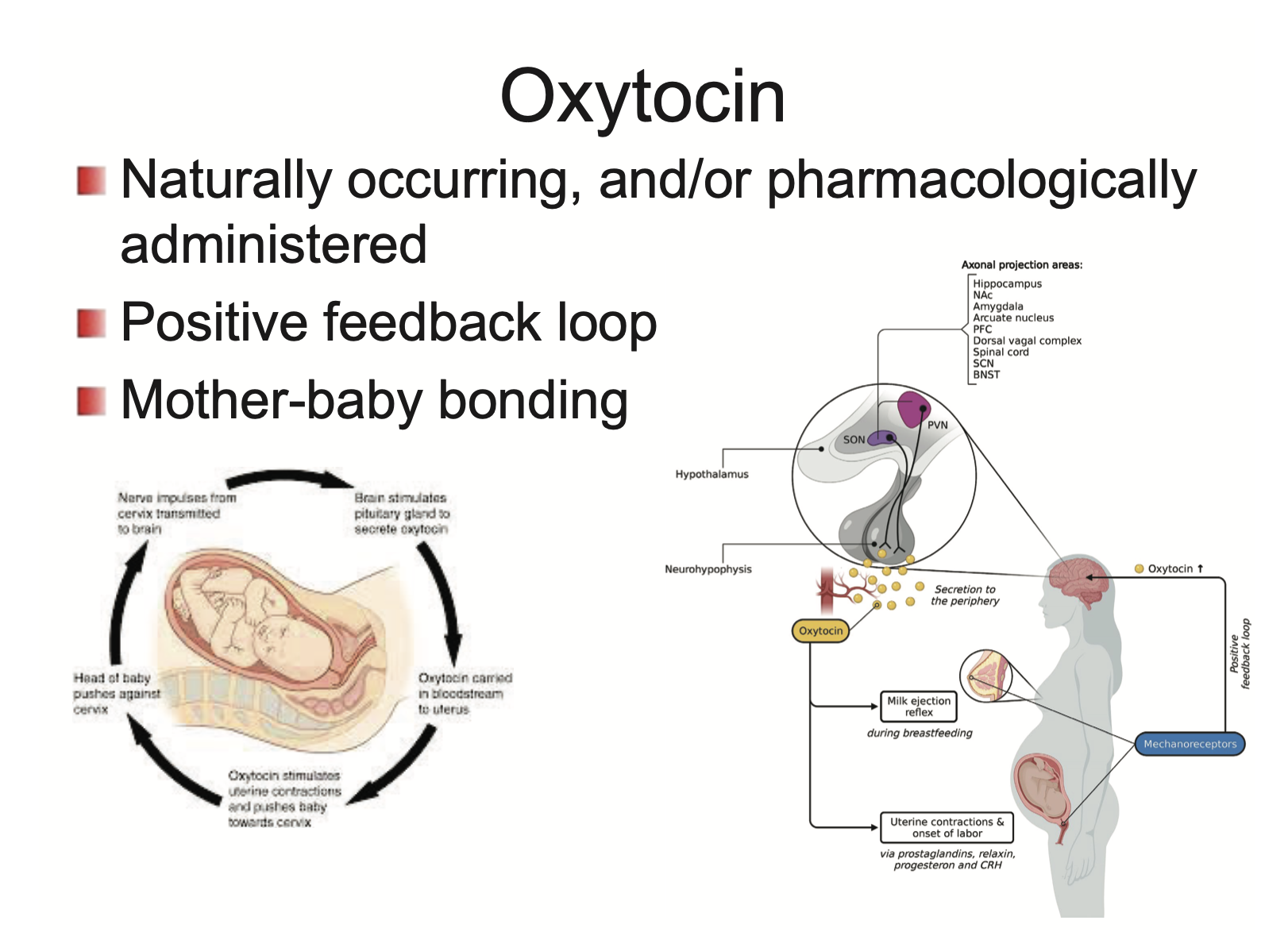 <p>Oxytocin is a hormone</p><ul><li><p>naturally occurring, and/or pharmacologically administered</p></li><li><p>released through a positive feedback loop</p></li><li><p>leads to mother-baby bonding</p></li></ul><p></p>