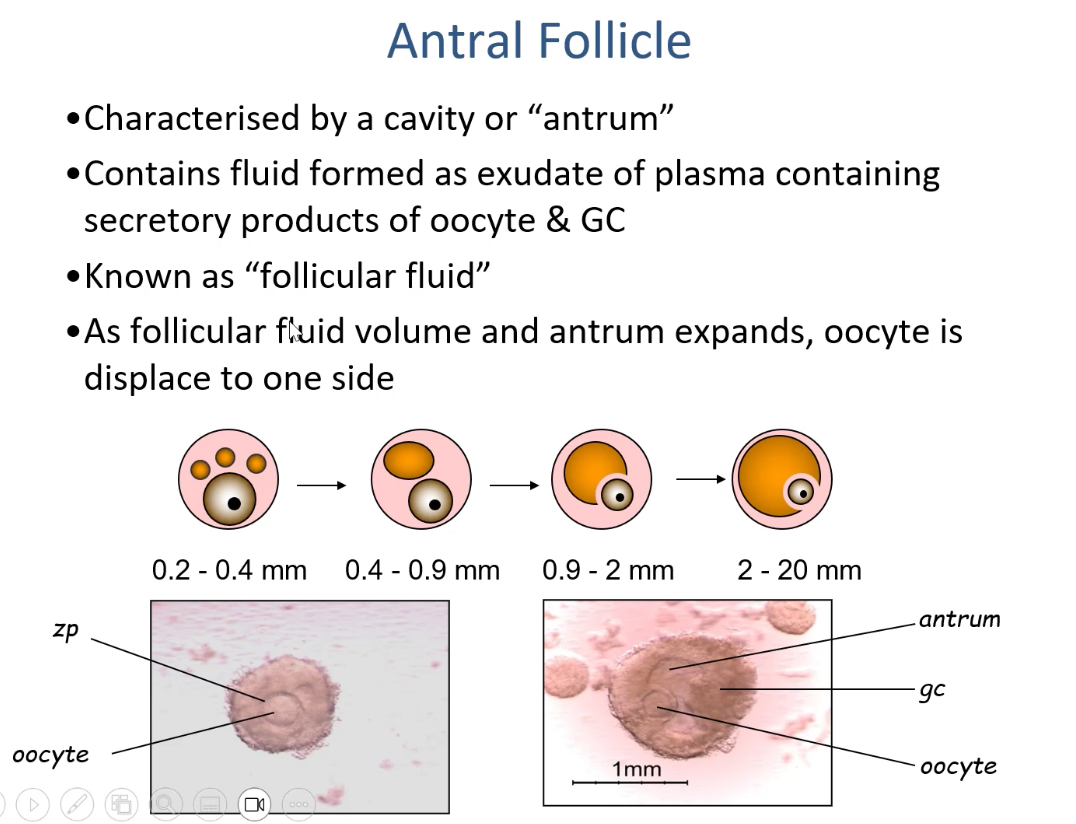 <p>Preantral (primary) follicles: No fluid-filled cavity, GCs proliferate, zona pellucida forms.</p><p class="p1"></p><p class="p1">Antral (secondary) follicles: Contain an antrum (fluid-filled cavity), larger, grow under hormonal control (FSH and LH).</p>