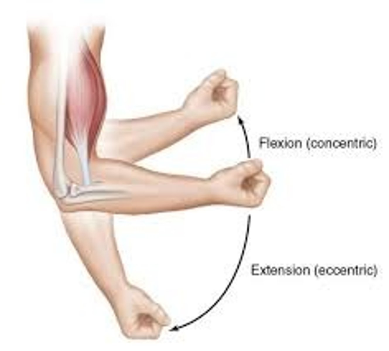 <p>Flexion &amp; Extension</p>