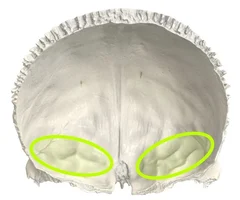 <p>posterior view</p>