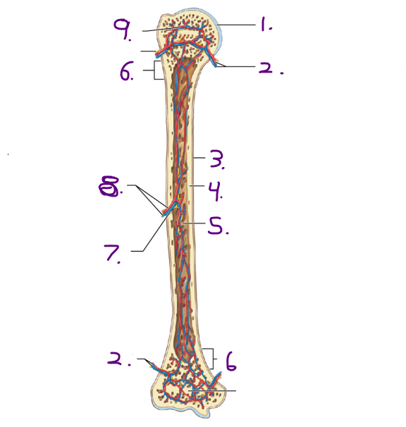 Where is the nutrient artey and nutrient vein located on the long bone?