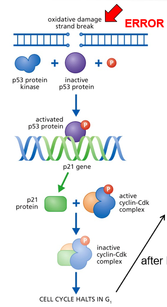 <p>p53 kinase senses DNA damage and sends a signal</p><p>DNA needs to be fixed before replicating it </p><ol><li><p>p53 protein expressed p21</p></li><li><p>p21 inactivates the S-cyclin/CDK complex</p></li></ol><p>p21 gets degraded by protease after DNA is repaired</p>