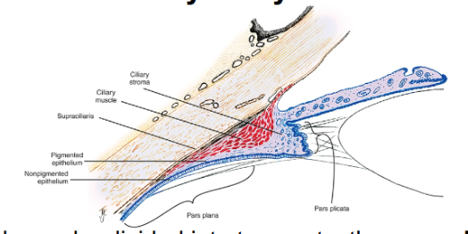 <p>ciliary body </p>